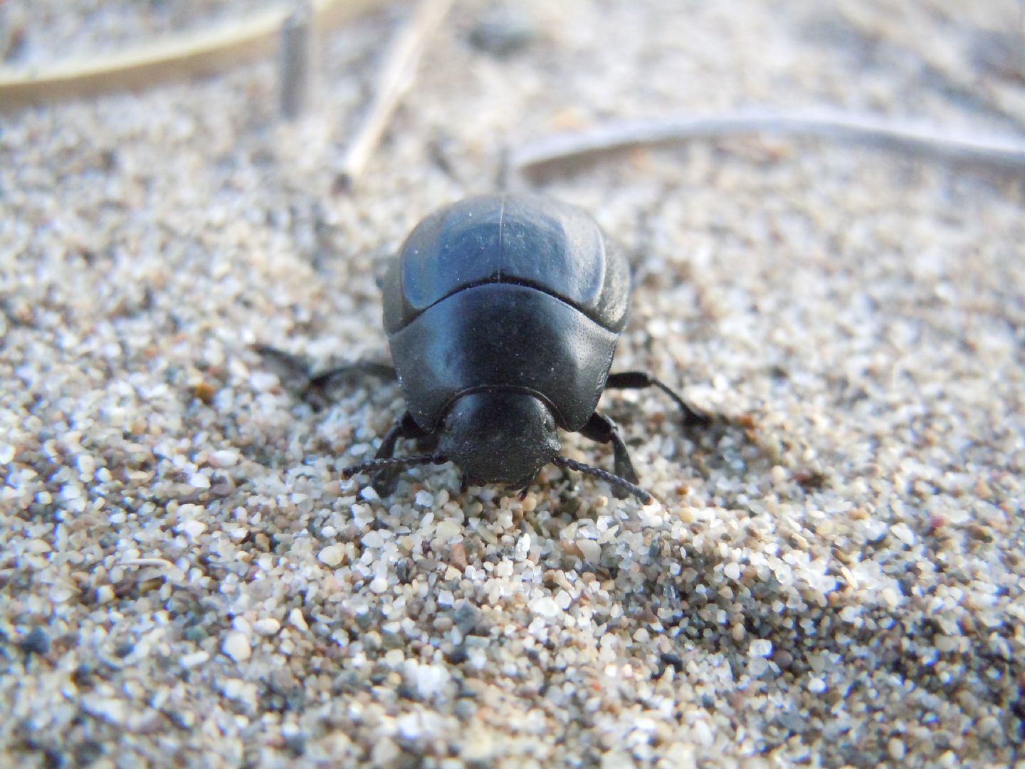 Erodius siculus neapolitanus? S (Tenebrionidae)